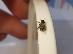 Andrion regensteinense