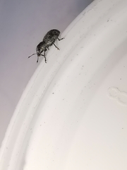 Andrion regensteinense