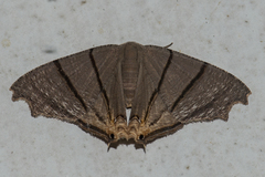 Orudiza protheclaria