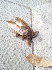 Lethocerus patruelis