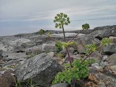 Angelica archangelica
