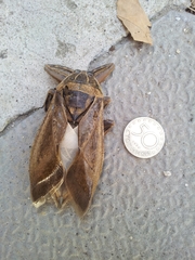 Lethocerus patruelis