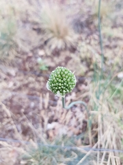 Allium sphaerocephalon