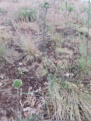 Allium sphaerocephalon