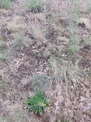 Allium sphaerocephalon