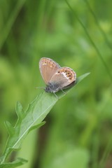 Coenonympha hero