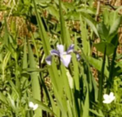 Iris virginica