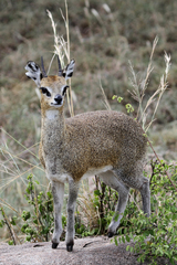 Oreotragus oreotragus