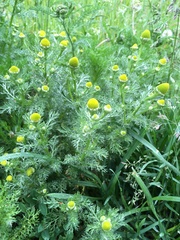 Matricaria discoidea