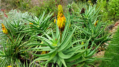 Aloiampelos striatula
