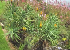 Aloiampelos striatula
