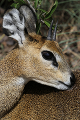 Oreotragus oreotragus