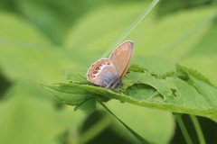 Coenonympha hero