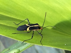 Hypselonotus linea