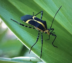 Hypselonotus linea