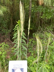 Triticum aestivum