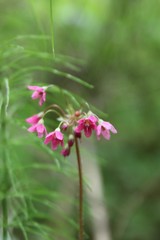Primula matthioli