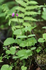 Primula matthioli