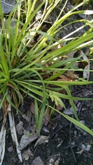 Carex blanda