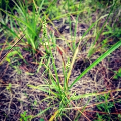Polygala verticillata