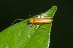 Lycocerus