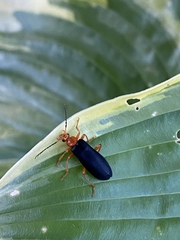Neopyrochroa flabellata