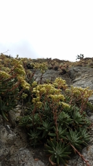 Dudleya virens hassei