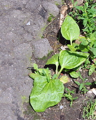 Plantago major