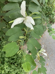 Bauhinia forficata