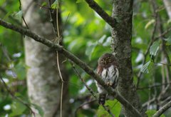 Glaucidium sanchezi