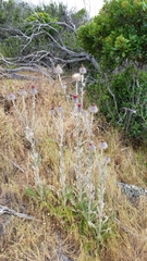 Cirsium occidentale occidentale