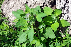 Chenopodium album