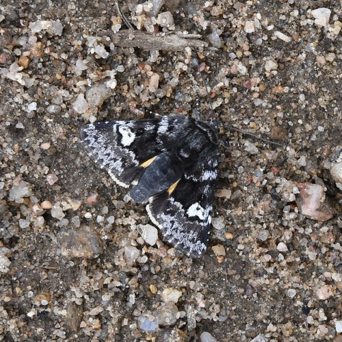Small Dark Yellow Underwing