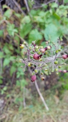 Scrophularia villosa