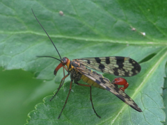 Panorpa meridionalis