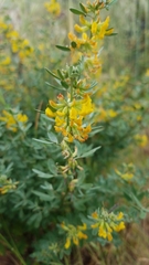 Acmispon dendroideus dendroideus