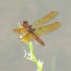 Perithemis tenera