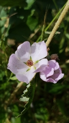 Malacothamnus fasciculatus catalinensis