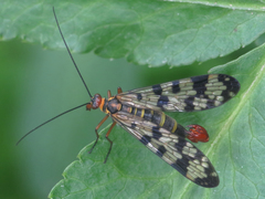 Panorpa meridionalis