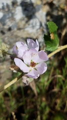 Malacothamnus fasciculatus catalinensis