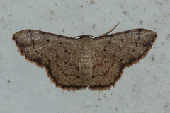 Idaea craspedota