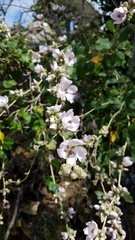 Malacothamnus fasciculatus catalinensis