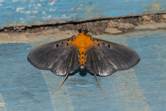 Filodes fulvidorsalis