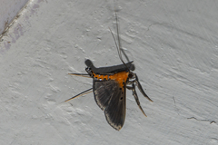 Filodes fulvidorsalis