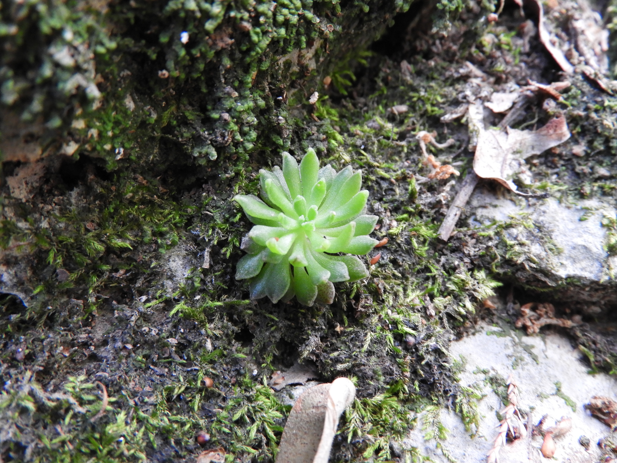 Villadia aristata