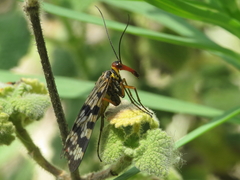 Panorpa meridionalis