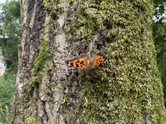 Nymphalis xanthomelas