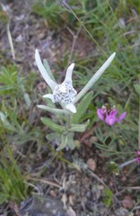 Leontopodium leontopodioides