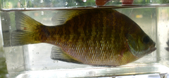 Lepomis macrochirus