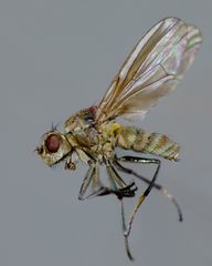 Ephydrella assimilis
